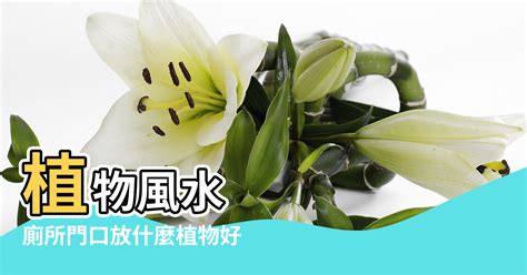 雪櫃放廳風水|三界五行：植物風水 因地制宜